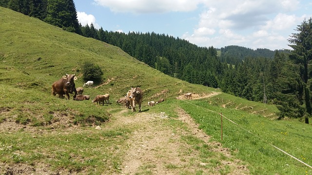 Sicheres Verhalten auf Österreichs Almen