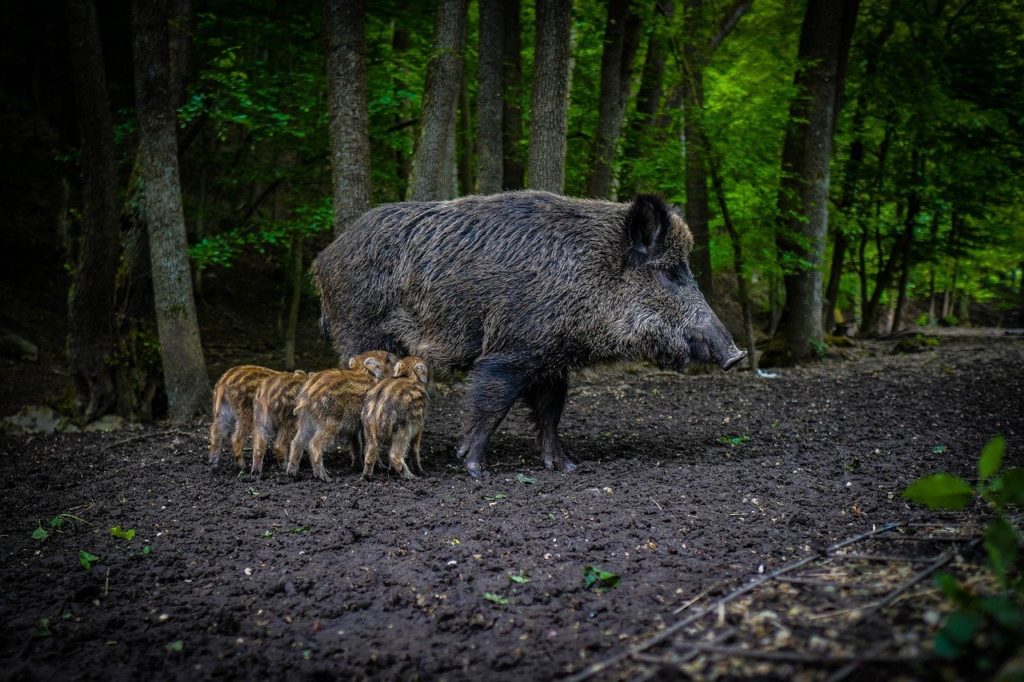 Wildunfälle: So gefährlich sind Wildschweine