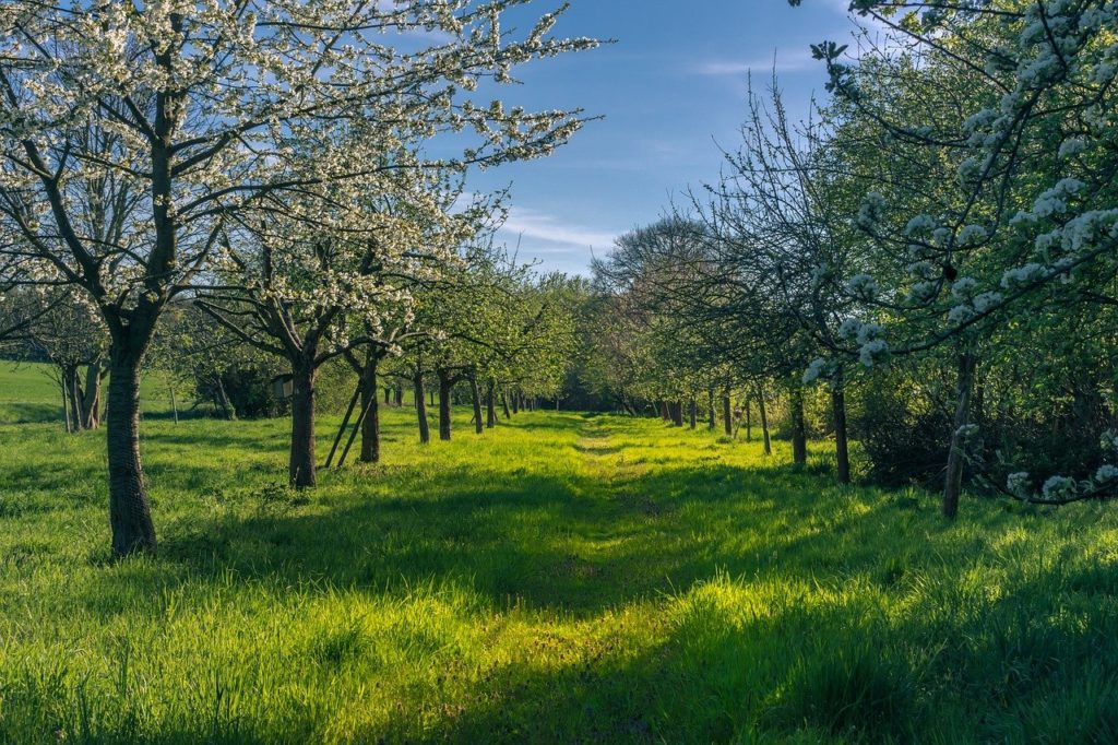 Heimische Obstkulturen erleiden durch Frost Millionenschäden