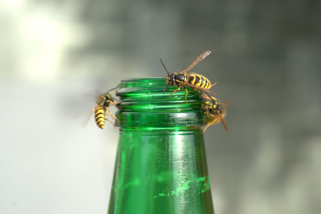 Mehr als 1.000 Österreicher jährlich nach Insektenstichen im Spital