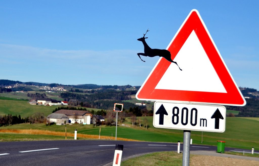Die Gefahr von Wildunfällen steigt