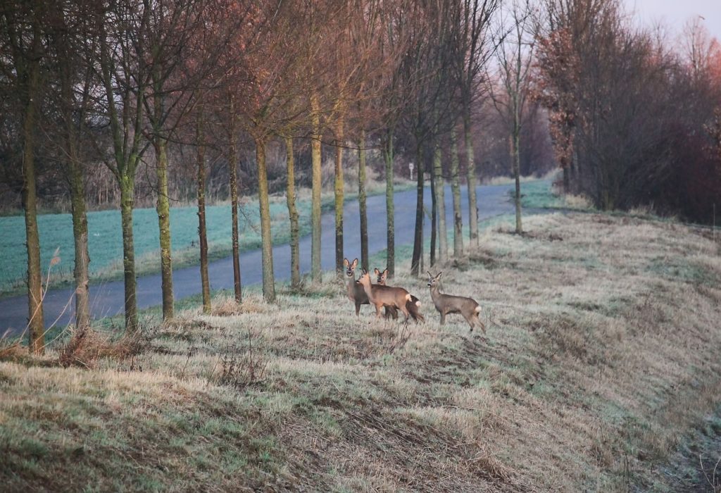 Jährlich mehr als 80.000 Wildunfälle in Österreich
