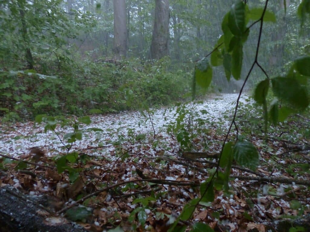 Waldweg mit Hagelkörnern bedeckt.