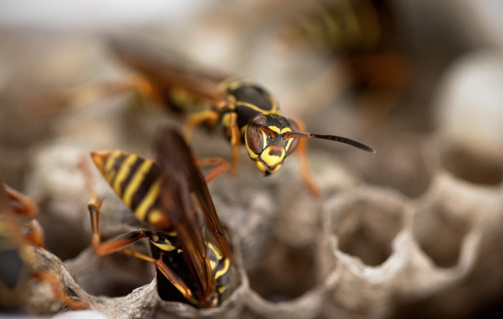 Jährlich gibt es zahlreiche Spitalsaufenthalte nach Insektenstichen