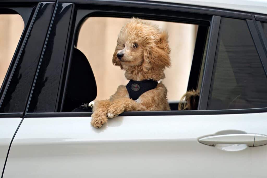 Wenn der eigene Hund durch das Auto fliegt