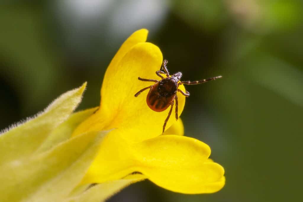 Zecken – eine tödliche Gefahr in Wald und Wiesen