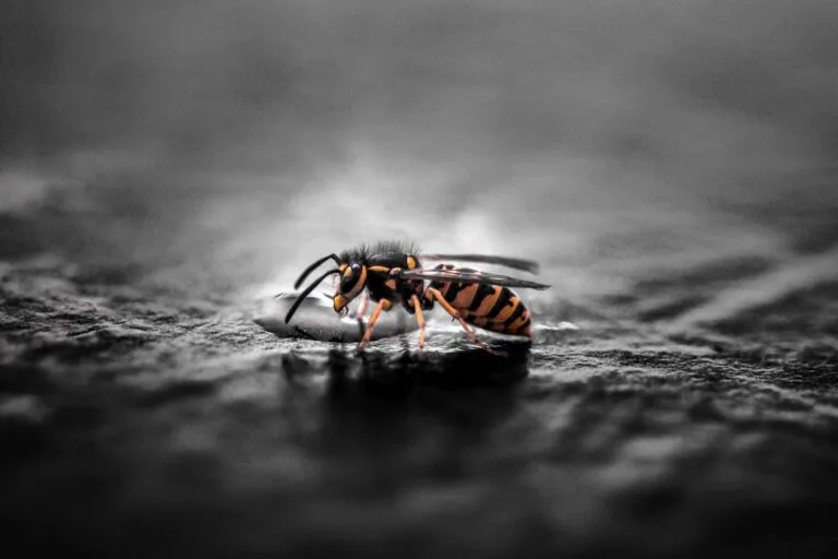 Wespe an einem Wassertropfen auf einer Steinfläche, Nahaufnahme.