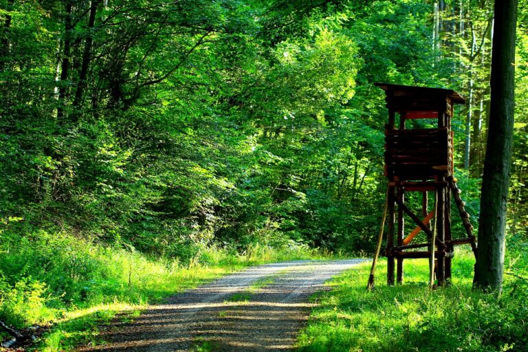 Hölzerner Hochsitz neben einem Schotterweg im grünen Wald
